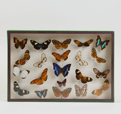 une boîte contenant de nombreuses espèces différentes de papillons
