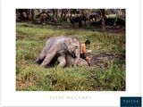 une photo d'un éléphant couché dans l'herbe