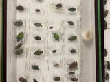 a lot of bugs that are in a display case