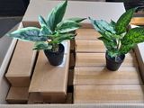 two plants that are in a box on the floor