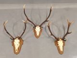 trois têtes de cerfs accrochées au mur, avec leurs bois