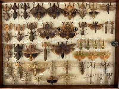a display of insects in a wooden frame on the wall