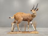 Photo 6/9 du lot