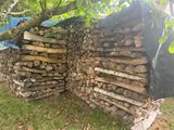 un tas de bois posé dans l'herbe à côté d'un arbre