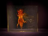 un petit insecte dans une boîte en verre posée sur une table