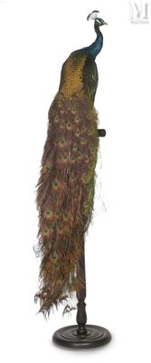 a peacock that is standing on top of a stand