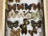 many different types of butterflies displayed in a shadow box