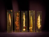 five different types of dried plants in glass vases on a purple surface
