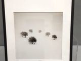 photographie en noir et blanc d'un groupe d'arbres dans la neige