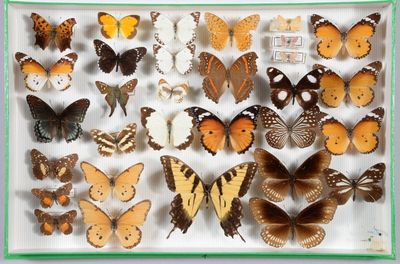 de nombreux types de papillons dans une vitrine