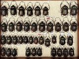 a lot of beetles that are on display in a box