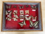 many different butterflies in a display in a wooden frame