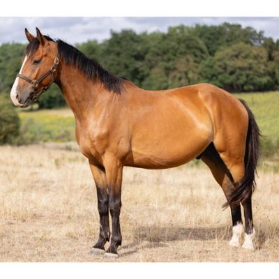 un cheval brun dans un champ, avec des arbres en arrière-plan