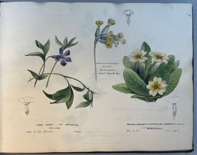un livre ouvert sur lequel est dessiné un motif de fleurs et de feuilles