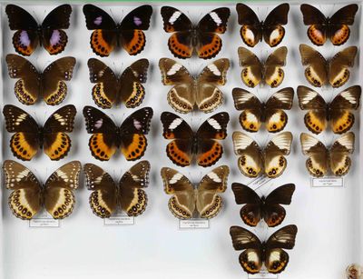 de nombreux types de papillons différents présentés dans une vitrine