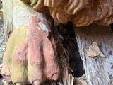 a close up of a statue of a lion on a wooden bench