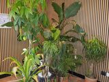 many potted plants in the corner of the room