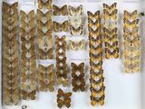 de nombreux types de papillons différents présentés dans une vitrine
