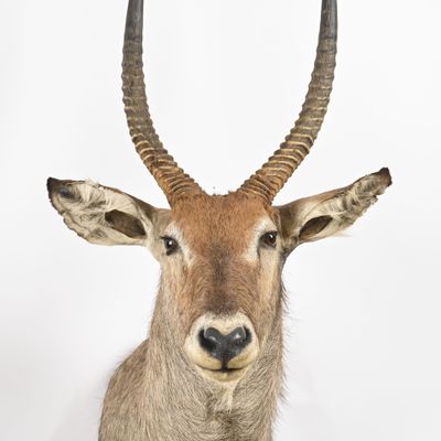 une grande antilope aux longues cornes sur fond blanc