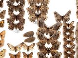many different types of moths displayed in a wooden box