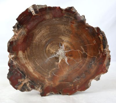une image représentant un morceau de bois avec une souche d'arbre en arrière-plan