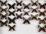 de nombreux papillons exposés dans une vitrine