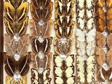 many different types of butterflies displayed in a display case
