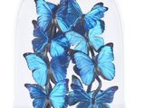 blue butterflies in a glass dome on a wooden base