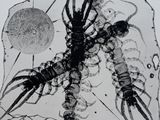 a black and white photo of a group of bugs on a leaf