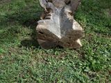 a tree stump that has been carved to look like a rhino