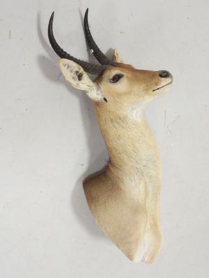 une tête d'antilope accrochée au mur d'une pièce blanche