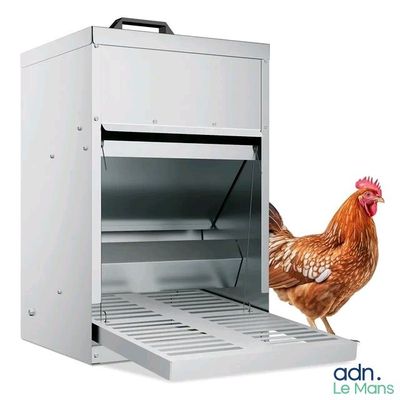un poulet qui se tient près d'une porte ouverte