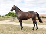 a horse that is standing in the grass near a dirt road