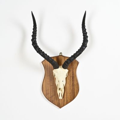 une tête d'antilope fixée sur une plaque en bois, avec ses cornes