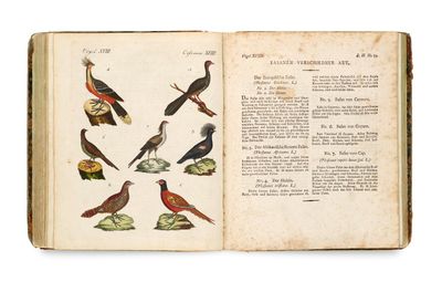 un vieux livre sur lequel sont perchés plusieurs oiseaux