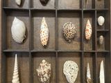 a display of shells and shells in a shadow box