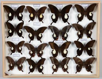 beaucoup de papillons qui se trouvent dans une boîte en bois