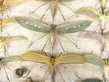 a lot of insects that are on display in a wooden box