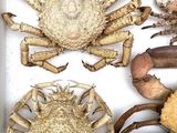a lot of crabs that are in a box together