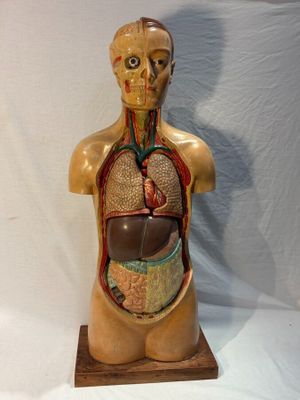 une image représentant une maquette du torse humain et de ses organes