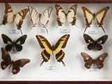 a lot of butterflies that are in a shadow box