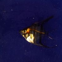 [ARTIFICIALIA] (photo 2)