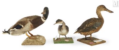 trois canards qui se tiennent les uns à côté des autres