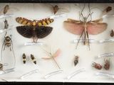 many insects in a shadow box with labels on them