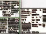 many different kinds of beetles on display in a display case