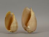 two pieces of garlic sitting next to each other on a table