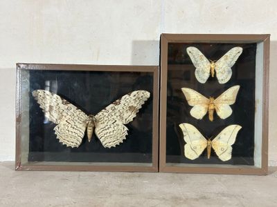 deux papillons encadrés qui sont exposés dans la pièce