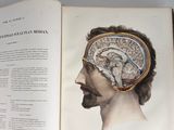 an open book with a drawing of a man ' s head and brain