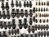 a lot of beetles that are on display in a display case