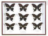 une exposition de papillons dans une vitrine sur fond blanc